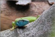 gespannt... Smaragdeidechse *Lacerta viridis*