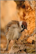 'is mir übel...  Feldsperling *Passer montanus*