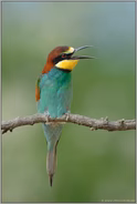der Ruf... Bienenfresser *Merops apiaster*