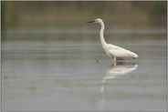 "E.T." .... Silberreiher *Casmerodius albus*