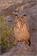 von Angesicht zu Angesicht... Europäischer Uhu *Bubo bubo*