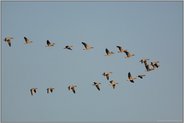 Flugformation... Graugänse *Anser anser*