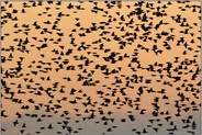 Abendeinflug... Starenschwarm *Sturnus vulgaris*