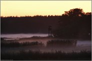 letztes Licht... Darßwald *Zingst*
