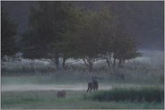Desinteresse... Hirschbrunft *Cervus elaphus*