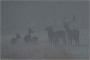 im Nebel... Damwildrudel *Dama dama*