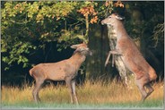 weg da... Rothirsche *Cervus elaphus*