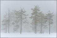 im Hochmoor... Nebelstimmung *Mittelschweden *