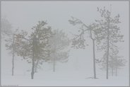 verloren... Moorlandschaft *Schweden*