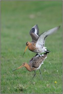 endgültig... Uferschnepfen *Limosa limosa* (12/12)