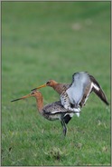 der Akt... Uferschnepfen *Limosa limosa* (07/12)