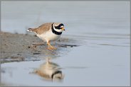 auf Nahrungssuche... Sandregenpfeifer *Charadrius hiaticula*