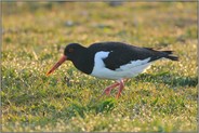 Lichter funkeln... Austernfischer *Haematopus ostralegus*