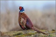 stolzer Hahn... Jagdfasan *Phasianus colchicus*