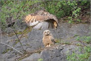 hoppla... Europäischer Uhu *Bubo bubo*