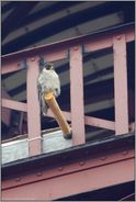 Nistgelegenheit... Wanderfalke *Falco peregrinus*