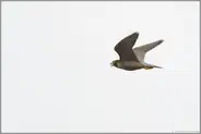 rufend... Wanderfalke *Falco peregrinus*