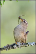 Futter für die Kleinen "Vogel des Jahres 2004"... Zaunkönig *Troglodytes troglodytes*