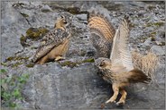 Uuuups... Europäische Uhus *Bubo bubo*