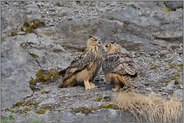 Geschwister... Europäische Uhus *Bubo bubo*