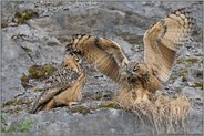 Schabernack... Europäische Uhus *Bubo bubo*