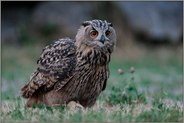 Jäger der Nacht... Europäischer Uhu *Bubo bubo*