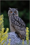 majestätisch... Europäischer Uhu *Bubo bubo*