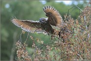 in ganzer Pracht... Europäischer Uhu *Bubo bubo*