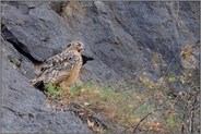 große Klappe... Europäischer Uhu *Bubo bubo*