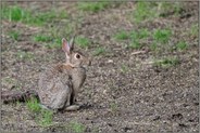 am Wiesenrand... Wildkaninchen *Oryctolagus cuniculus*