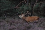 Zähne bleckend... Rothirsch *Cervus elaphus*