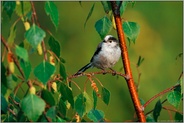 ziemlich flink... Schwanzmeise *Aegithalos caudatus*