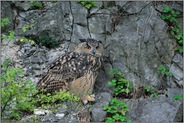 abwartend... Europäischer Uhu *Bubo bubo*
