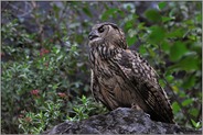 auf Absprung... Europäischer Uhu *Bubo bubo*