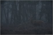 Feierabend... Rothirsch *Cervus elaphus*