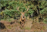 Begegnung... Rothirsch *Cervus elaphus*