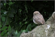 wieso heisst er eigentlich... Steinkauz *Athene noctua*