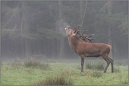Hochbrunft... Rothirsch *Cervus elaphus*