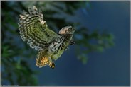 lautlos "Vogel des Jahres 1972"... Steinkauz *Athene noctua*