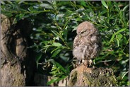 Blick zur Seite... Steinkauz *Athene noctua*