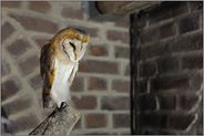 angespannt "Vogel des Jahres 1977"... Schleiereule *Tyto alba*