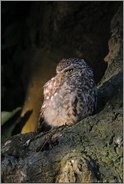 der Lichtblick... Steinkauz *Athene noctua*