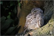 ganz entspannt... Steinkauz  *Athene noctua*