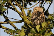 Blick in die Ferne... Steinkauz *Athene noctua*