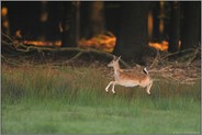 Lebenslust (3/3)... Damwild *Dama dama*
