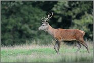 der Jüngling... Rothirsch *Cervus elaphus*