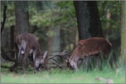 Herausforderer... Rothirsche *Cervus elaphus*