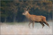 reifbedeckt... Rothirsch *Cervus elaphus*