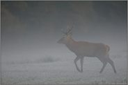 frühmorgens... Rothirsch *Cervus elaphus*