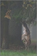 Männchen... Damhirsch *Dama dama*